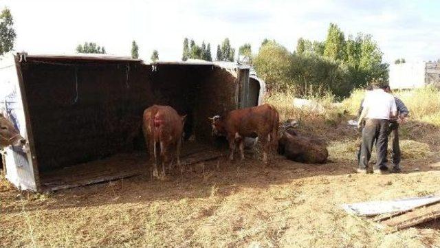 Kurbanlık Taşıyan Kamyon Tarlaya Uçtu