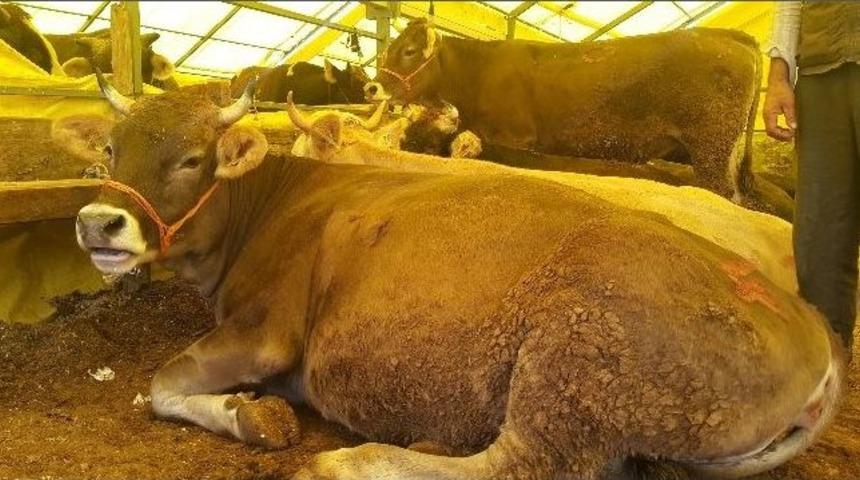 Başkan Akg&uuml;n, Kurban Pazarında Alıcıyla Satıcıyı Uzlaştırdı