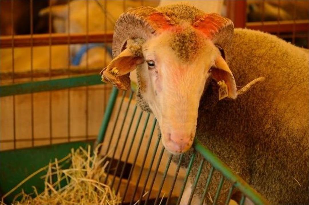 Beylikd&uuml;z&uuml; Belediyesi En Temiz Kurban &Ccedil;adırı Sahiplerini &Ouml;d&uuml;llendirdi