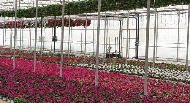 (&ouml;zel Haber) &Ccedil;i&ccedil;ek &Uuml;reticileri Artık Bir Birine Rakip Değil 1