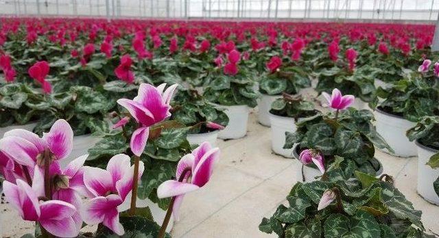 (&ouml;zel Haber) &Ccedil;i&ccedil;ek &Uuml;reticileri Artık Bir Birine Rakip Değil 2