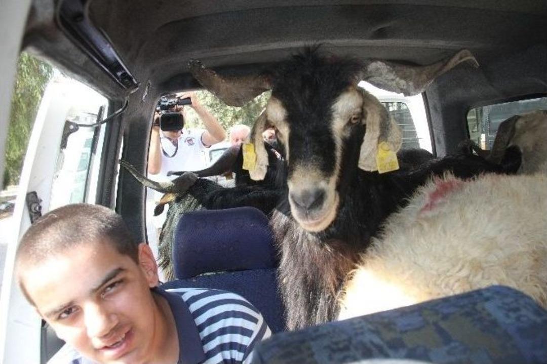 Kurbanlıkla Kamyonette Yolculuk