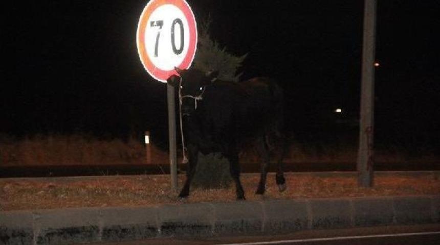 Calf Flees Owner, Incites Anarchy Amid Feast Of Sacrifice