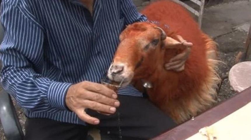 Kesmeye Kıyamadığı Kınalı Kuzusuyla Bayram Kahvaltısı Yaptı