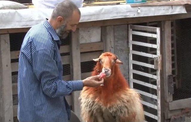 Kesmeye Kıyamadığı Kınalı Kuzusuyla Bayram Kahvaltısı Yaptı