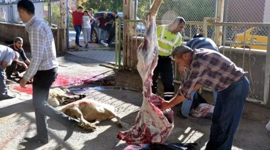 Kırıkkale'de 172 Acemi Kasap Yaralandı