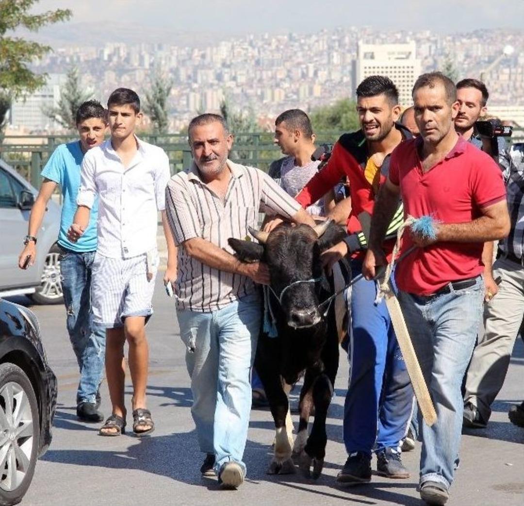 Ankara&rsquo;da Ka&ccedil;an Kurbanlık 4 Kişiyi Hastanelik Etti