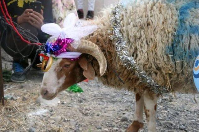 Beypazarı'nda Nişanlıya Bayramda Koç Geleneği Sürüyor