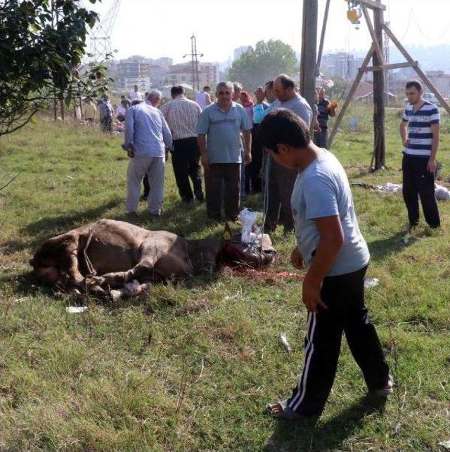 Samsun’Da Kurban Kesimi Manzaraları