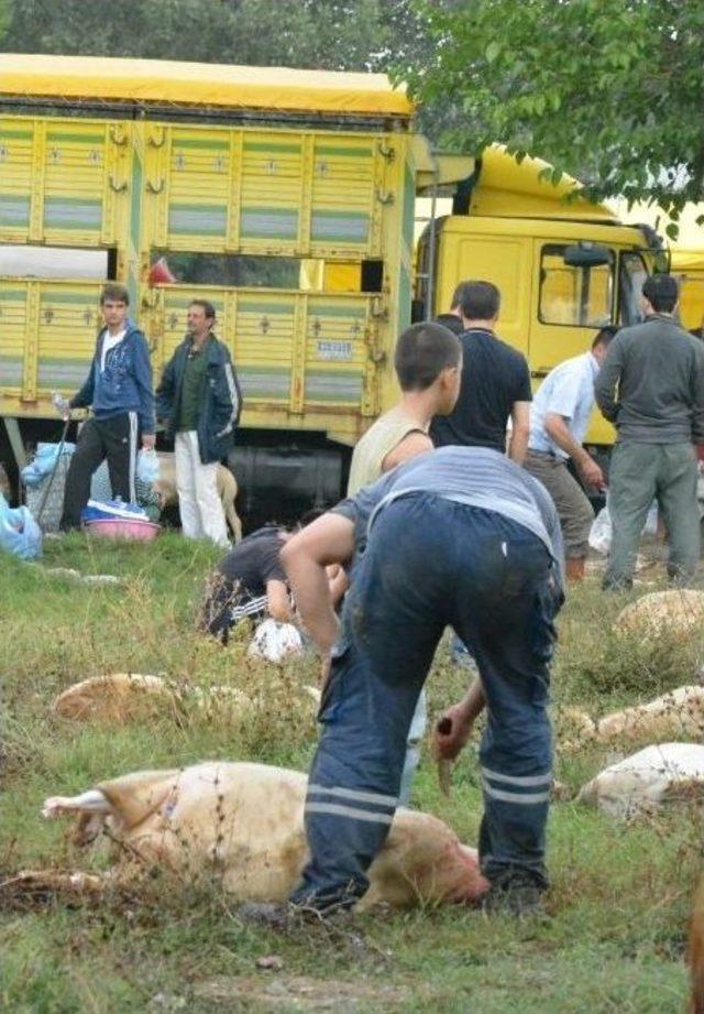 Boş Arazilerde Kurban Kesme Manzaraları 1