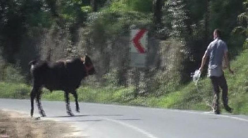 Kurbanlık Boğa Ortalığı Birbirine Kattı