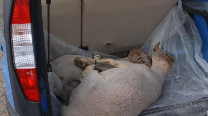 İzmir'de Kurban Bayramı Kutlamalarında Manzara Değişmedi