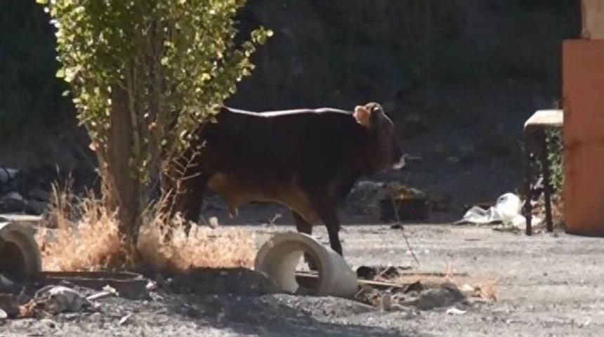 Sivas&rsquo;ta Ka&ccedil;an Tosun Uyuşturucu İğne İle Yakalandı