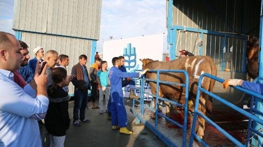 Kurban Pazarlarında Birinci G&uuml;n Yoğunluğu