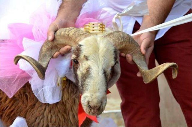 Çiçekçiler Gelin Adaylarına Gidecek Koçları Süsledi 1