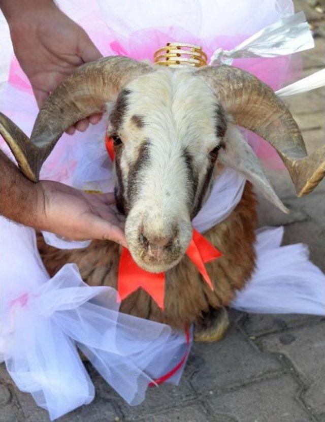 Çiçekçiler Gelin Adaylarına Gidecek Koçları Süsledi 3