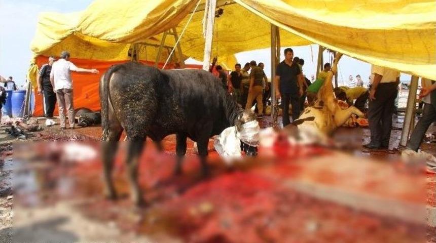 (&ouml;zel Haber) Ataşehir&rsquo;de Kurban Rezaleti