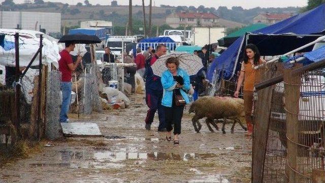 Yağmur Altında Kurban Kestiler