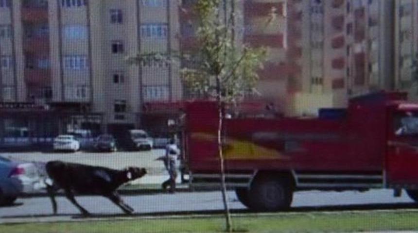 Kurbanlık Boğayı, Kamyonetin Arkasına Bağlayıp S&uuml;r&uuml;klediler