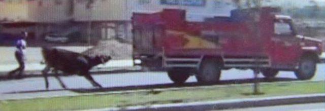 Kurbanlık Boğayı, Kamyonetin Arkasına Bağlayıp S&uuml;r&uuml;klediler 1