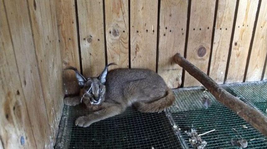 G&uuml;ndoğmuş&rsquo;ta Eve Giren Karakulak Kurban Eti Yerken Yakalandı