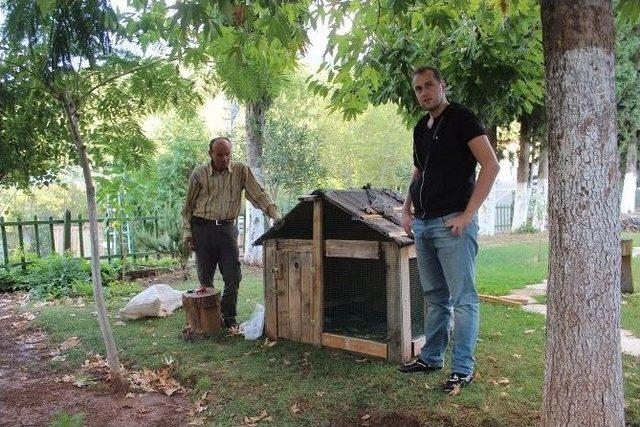 Gündoğmuş’ta Eve Giren Karakulak Kurban Eti Yerken Yakalandı