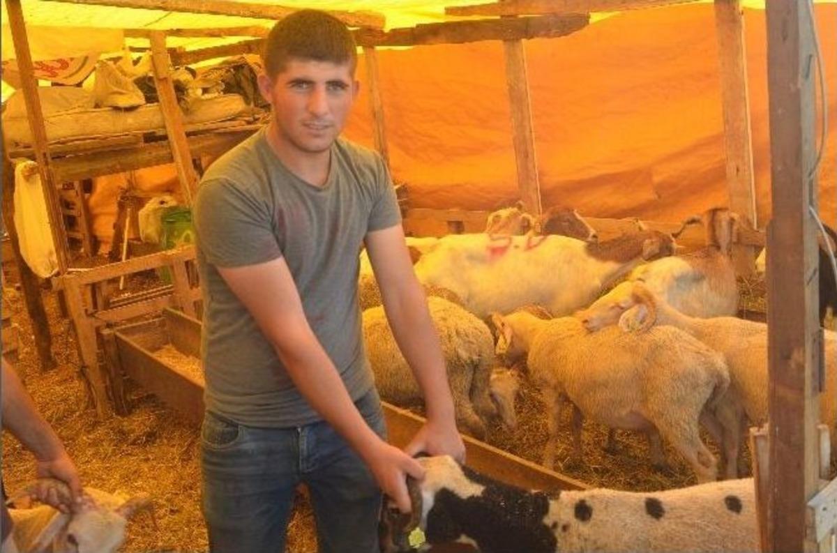 B&uuml;y&uuml;kbaş Kurbanlıklar T&uuml;kendi, K&uuml;&ccedil;&uuml;kbaşlar Elde Kaldı