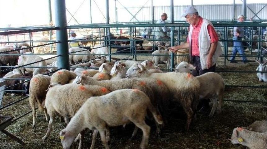Kurbanlıklar Elde Kalınca Fiyatlar Dibe Vurdu