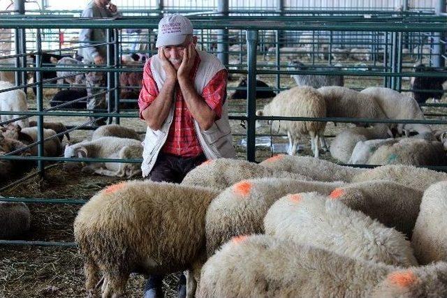 Kurbanlıklar Elde Kalınca Fiyatlar Dibe Vurdu