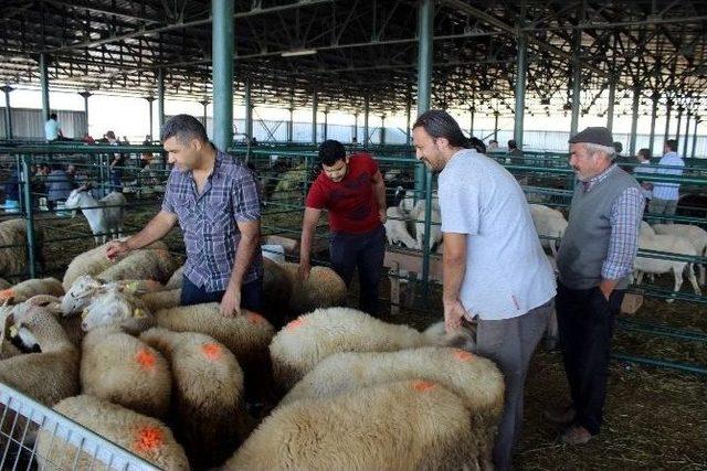 Kurbanlıklar Elde Kalınca Fiyatlar Dibe Vurdu