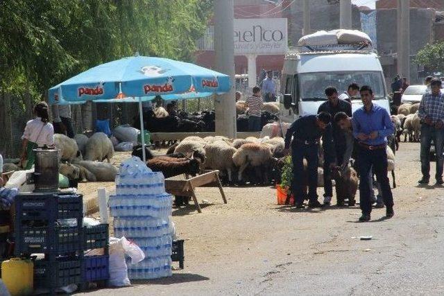 Kurbanlık Satışı Sokağa Taştı