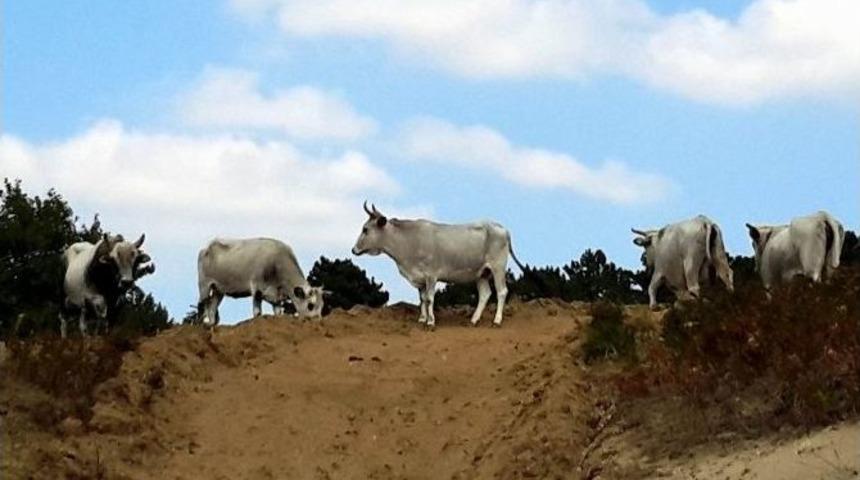 (&ouml;zel Haber) Kaz Dağları&rsquo;nda Bilimsel &Ccedil;alışmalara Işık Tutacak Proje