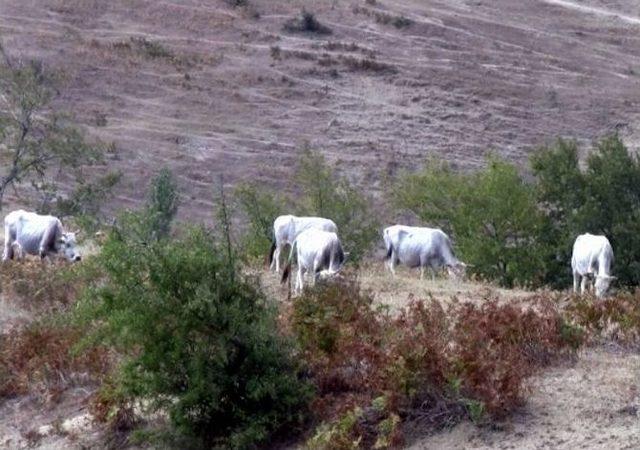 (özel Haber) Kaz Dağları’nda Bilimsel Çalışmalara Işık Tutacak Proje