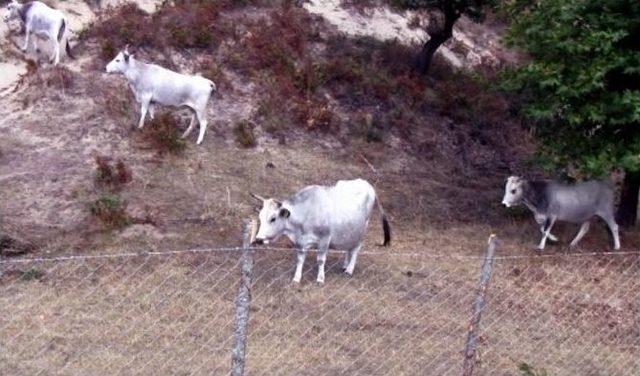 (özel Haber) Kaz Dağları’nda Bilimsel Çalışmalara Işık Tutacak Proje