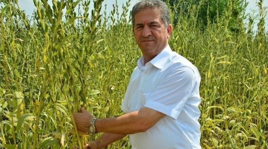 Ekim Alanları Y&uuml;zde 50 Azalan Susam Destek Bekliyor