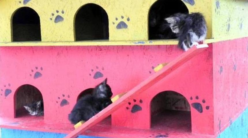 Kedi Evlerindeki Sevimli Dostlara G&ouml;n&uuml;ll&uuml; Temizlik