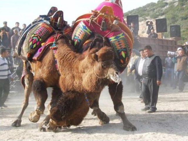 Aydın da Deve G&uuml;reşlerinde Alkol Yasağı Tepkisi 2