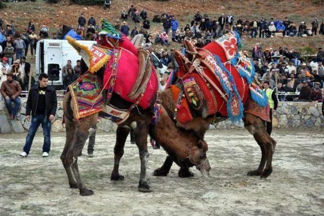 Aydın da Deve G&uuml;reşlerinde Alkol Yasağı Tepkisi 3