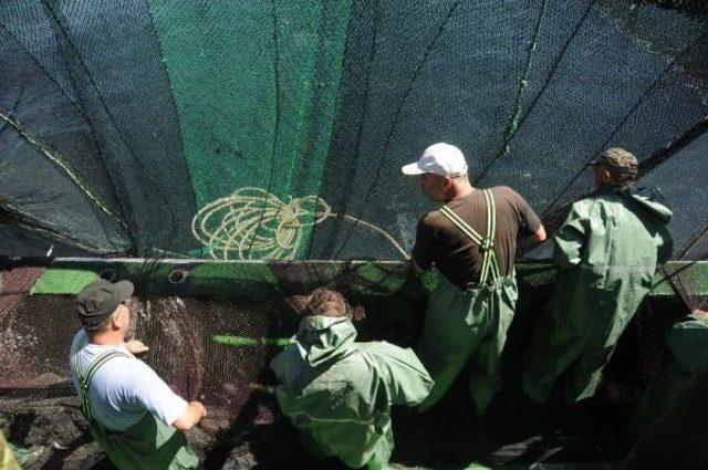 Kirlilik Ve Aşırı Avcılık Karadeniz de Balık Neslini Tüketiyor 1