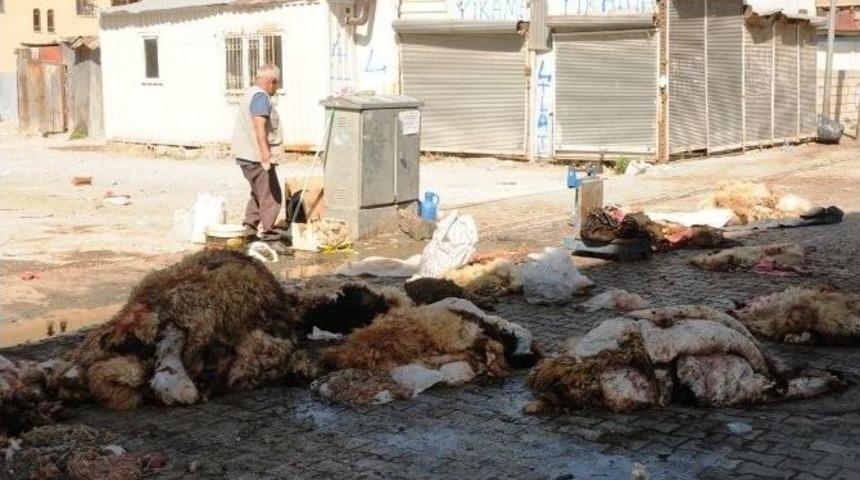 Van&rsquo;da Kurban Derisi Toplama &Ccedil;alışması