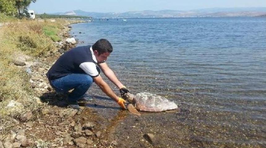 Aliağa Sahilinde &Ouml;l&uuml; Caretta  Bulundu