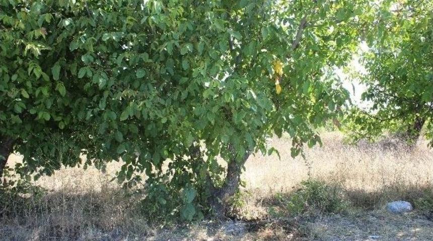 Denizli&rsquo;deki Trafik Kazası