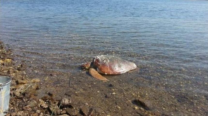 Aliağa&rsquo;da &Ouml;l&uuml; Caretta Bulundu