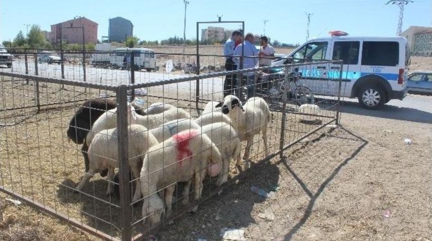 Kurban Pazarında Kavga: 5 Yaralı