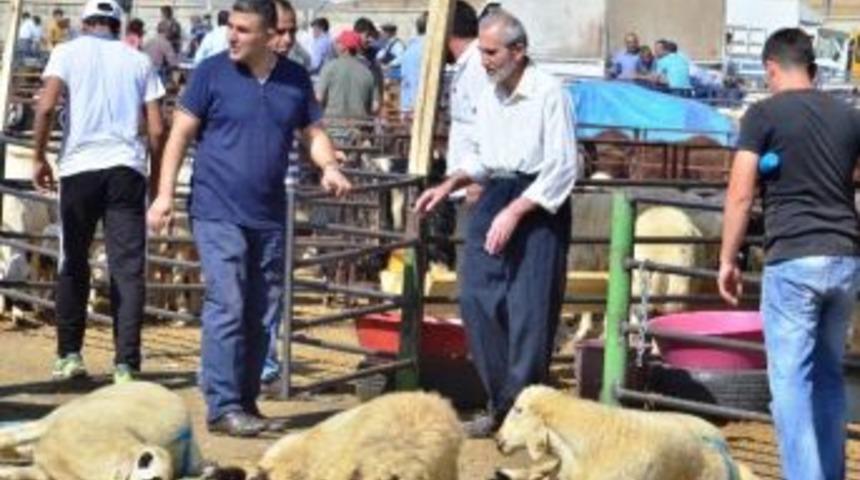 Canlı Hayvan Pazarında Satışlar Tamamlandı