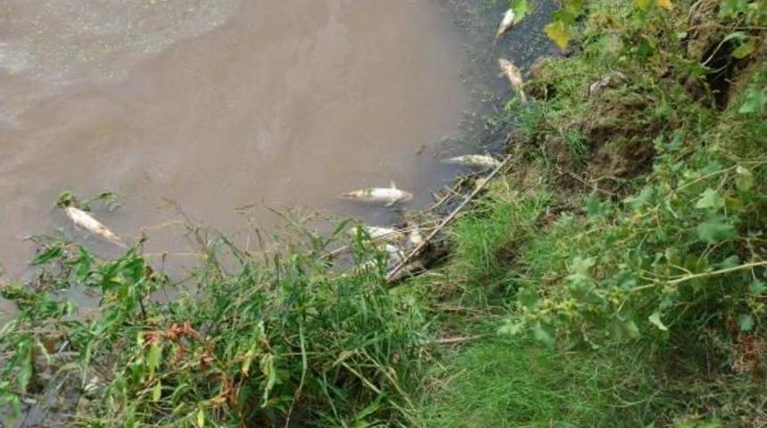 Gediz Nehri'nde &Uuml;rk&uuml;ten Toplu Balık &Ouml;l&uuml;m&uuml;