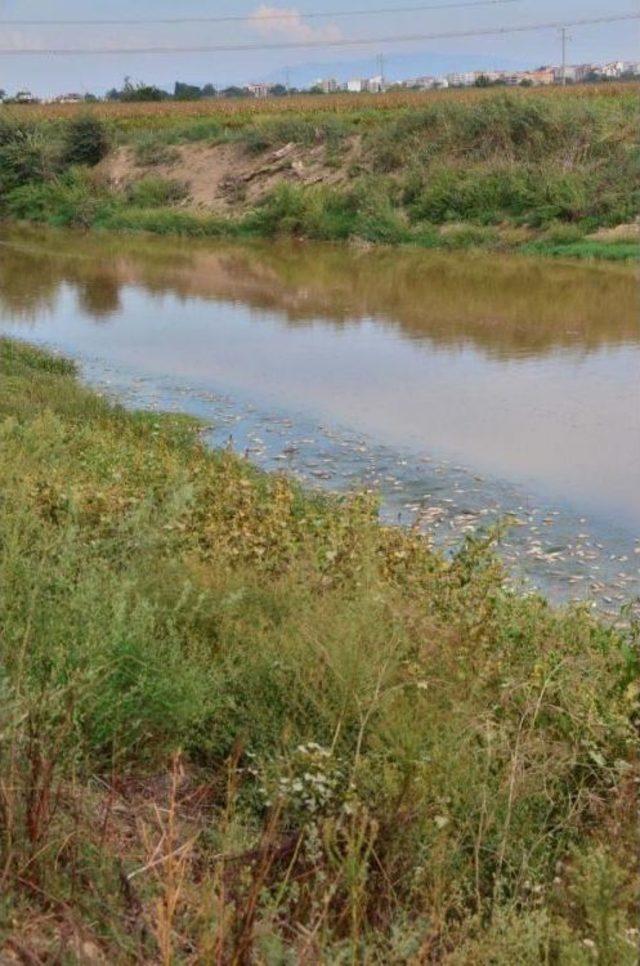 Gediz Nehri nde &Uuml;rk&uuml;ten Toplu Balık &Ouml;l&uuml;m&uuml; 1