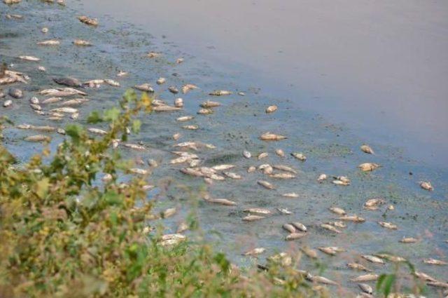 Gediz Nehri nde &Uuml;rk&uuml;ten Toplu Balık &Ouml;l&uuml;m&uuml; 2