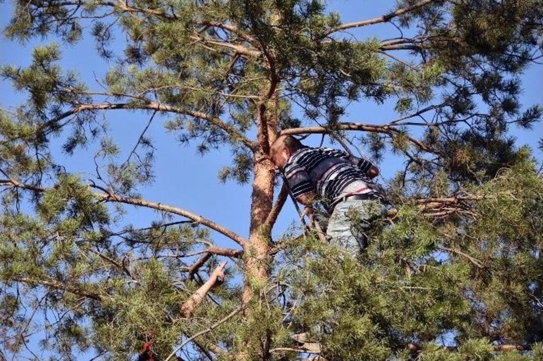 &Ccedil;am Ağacına &Ccedil;ıkarak İntihar Girişiminde Bulundu