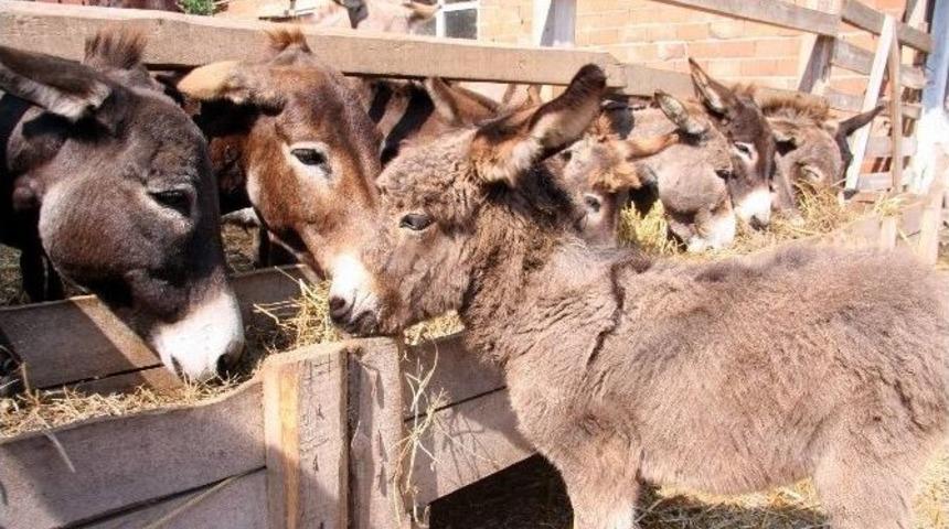 (&ouml;zel Haber) Bir Kilo S&uuml;tle Astım Ve Bronşite Son